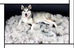 毛質(zhì)差、過度脫毛？華興重磅推出犬美毛處方糧